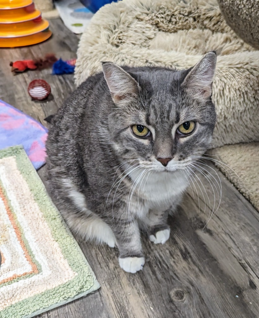 Emma, an adoptable Domestic Short Hair in Liverpool, NY, 13088 | Photo Image 1