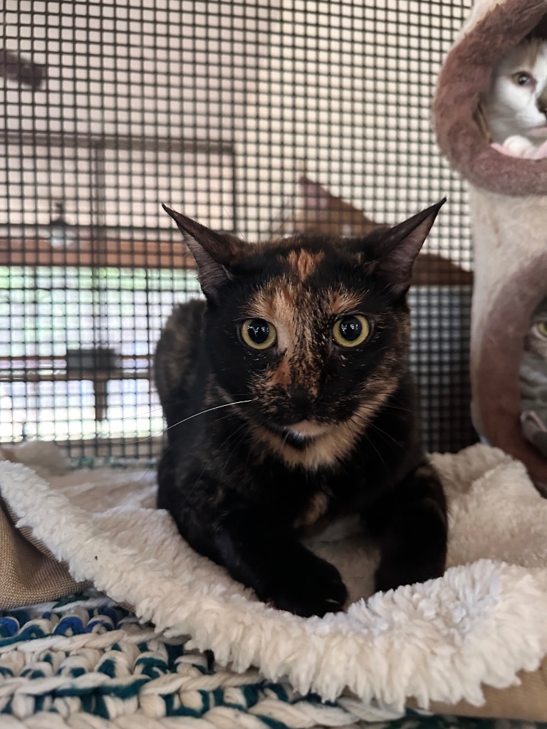 Minxie, an adoptable Calico in Fulton, TX, 78358 | Photo Image 1