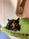 Minxie photo 2