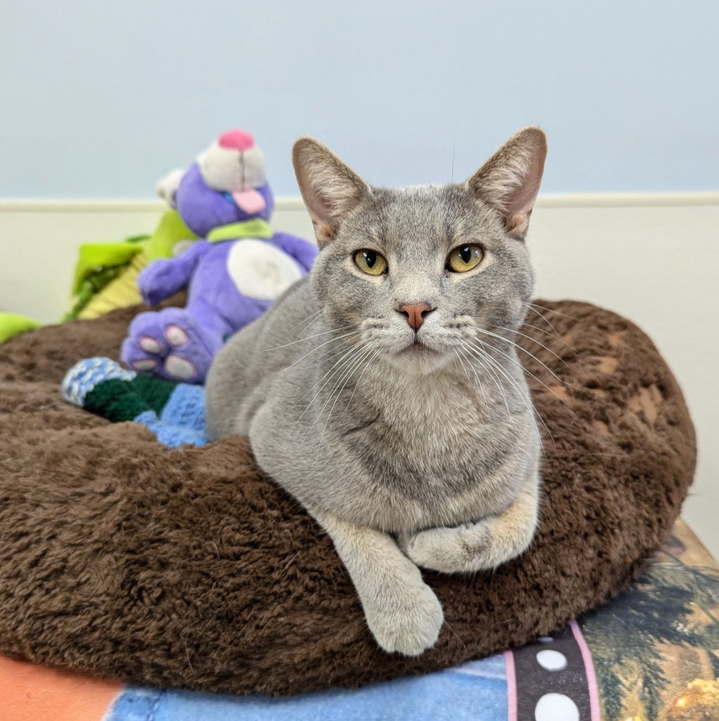 Minnow, an adoptable Domestic Short Hair in Laurie, MO, 65038 | Photo Image 1