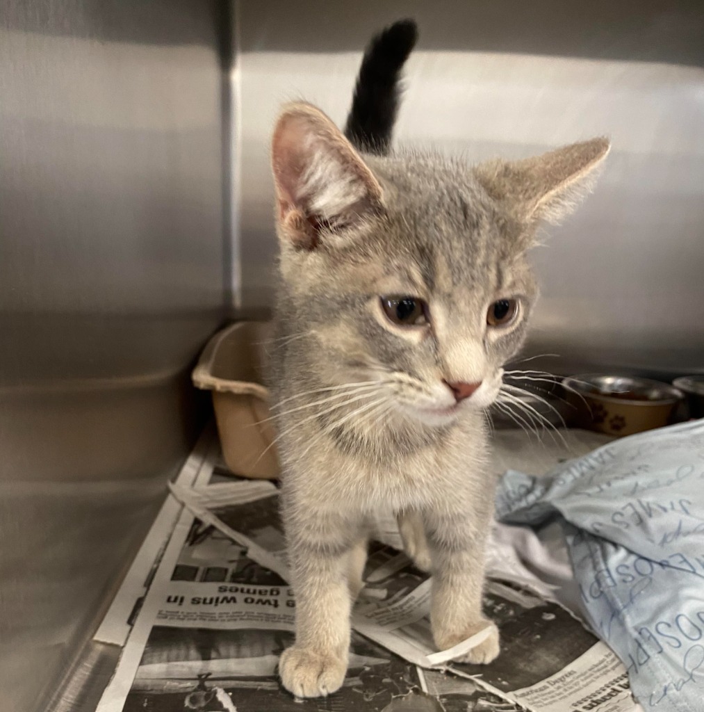 Minnow, an adoptable Domestic Short Hair in Laurie, MO, 65038 | Photo Image 2