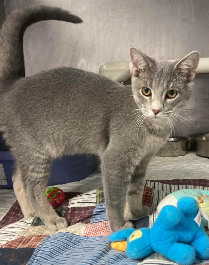 Minnow, an adoptable Domestic Short Hair in Sunrise Beach, MO, 65079 | Photo Image 3
