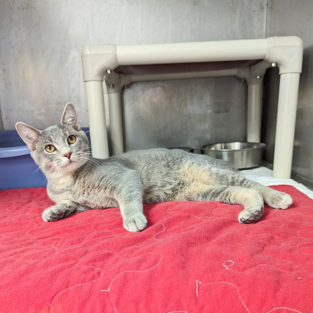 Minnow, an adoptable Domestic Short Hair in Sunrise Beach, MO, 65079 | Photo Image 4