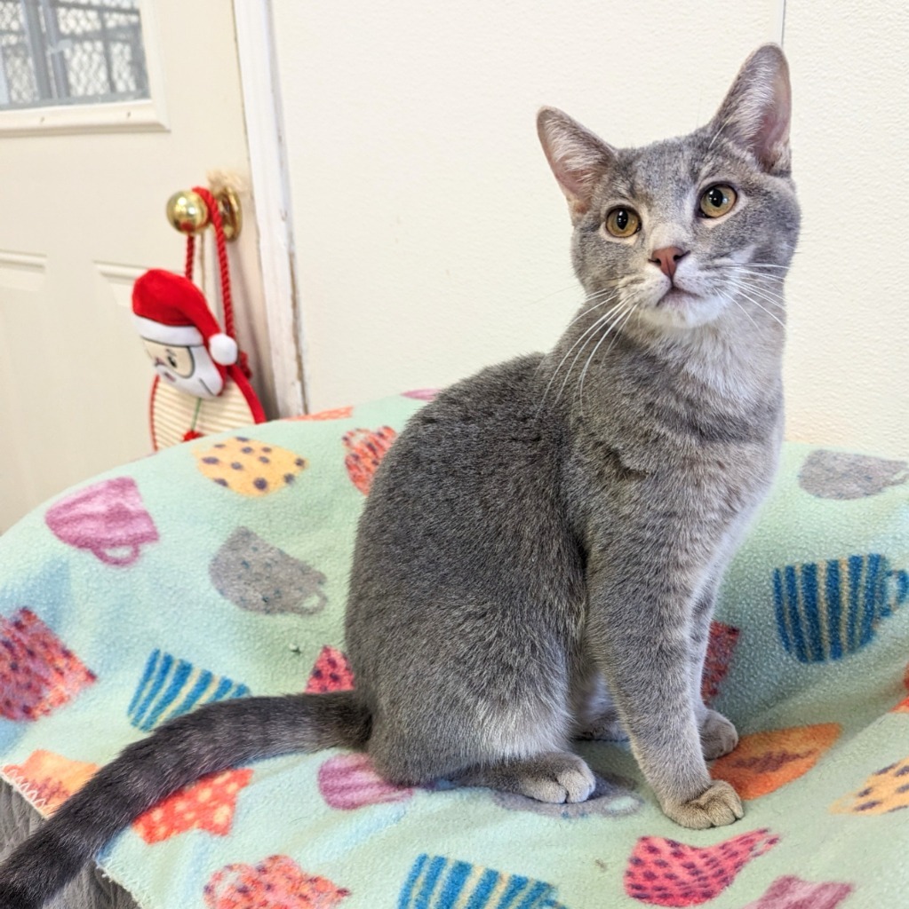 Minnow, an adoptable Domestic Short Hair in Laurie, MO, 65038 | Photo Image 5