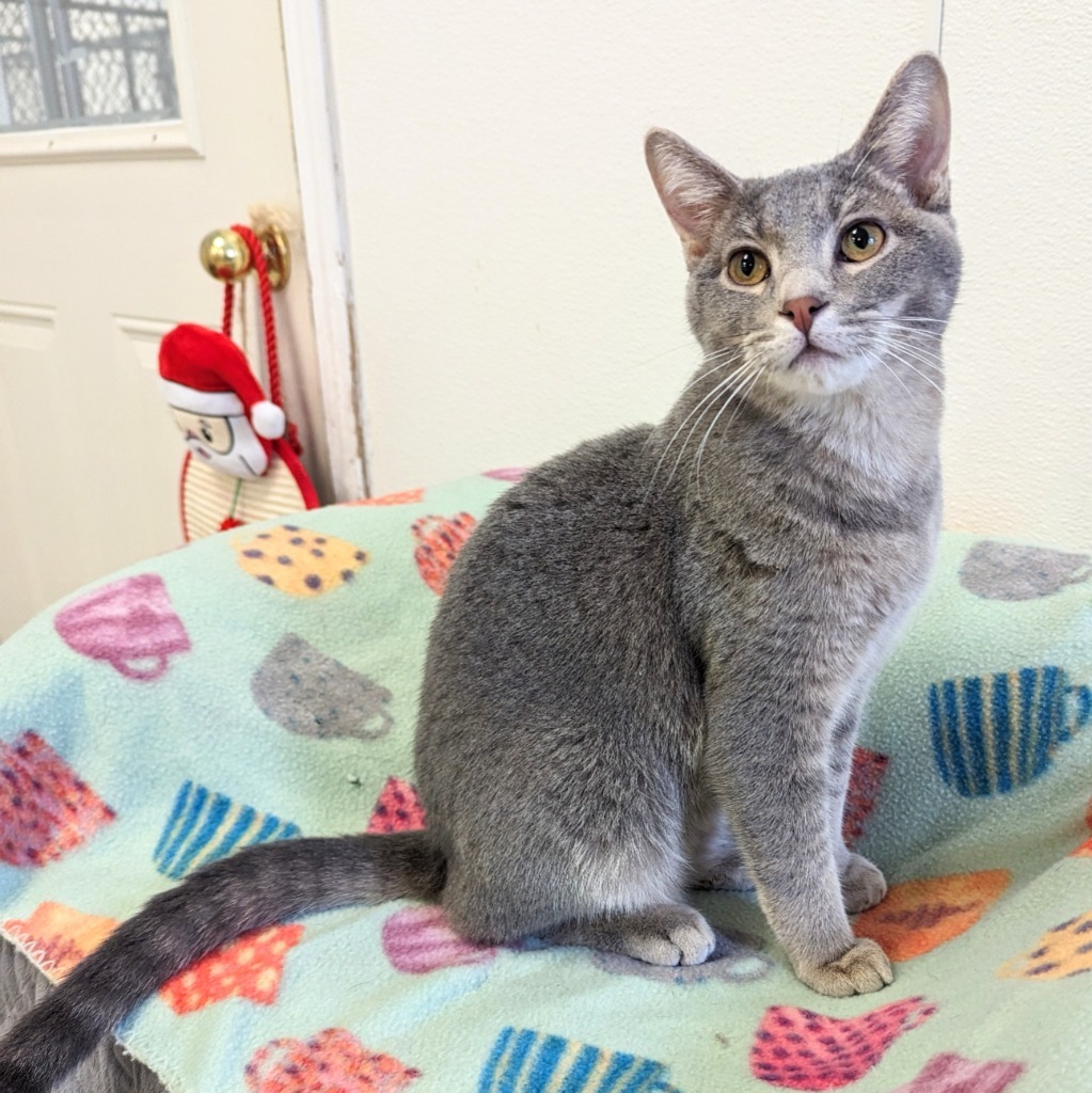 Minnow, an adoptable Domestic Short Hair in Sunrise Beach, MO, 65079 | Photo Image 5