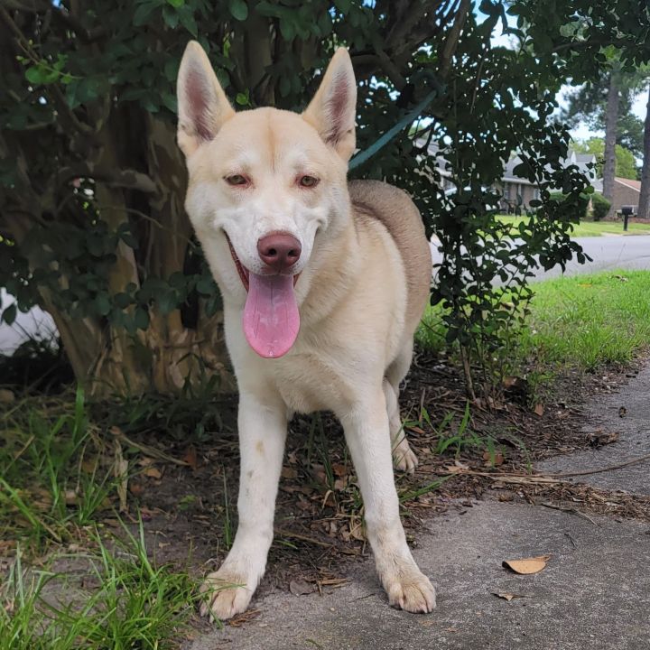 Akita husky mix for hot sale adoption