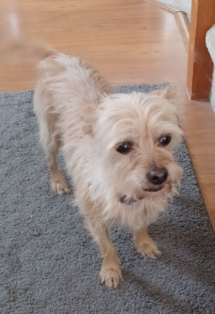 Dog for adoption Roxy, an Australian Terrier in Plainview, NY Petfinder