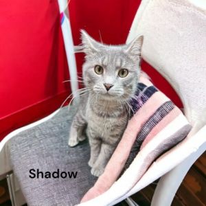 Shadow