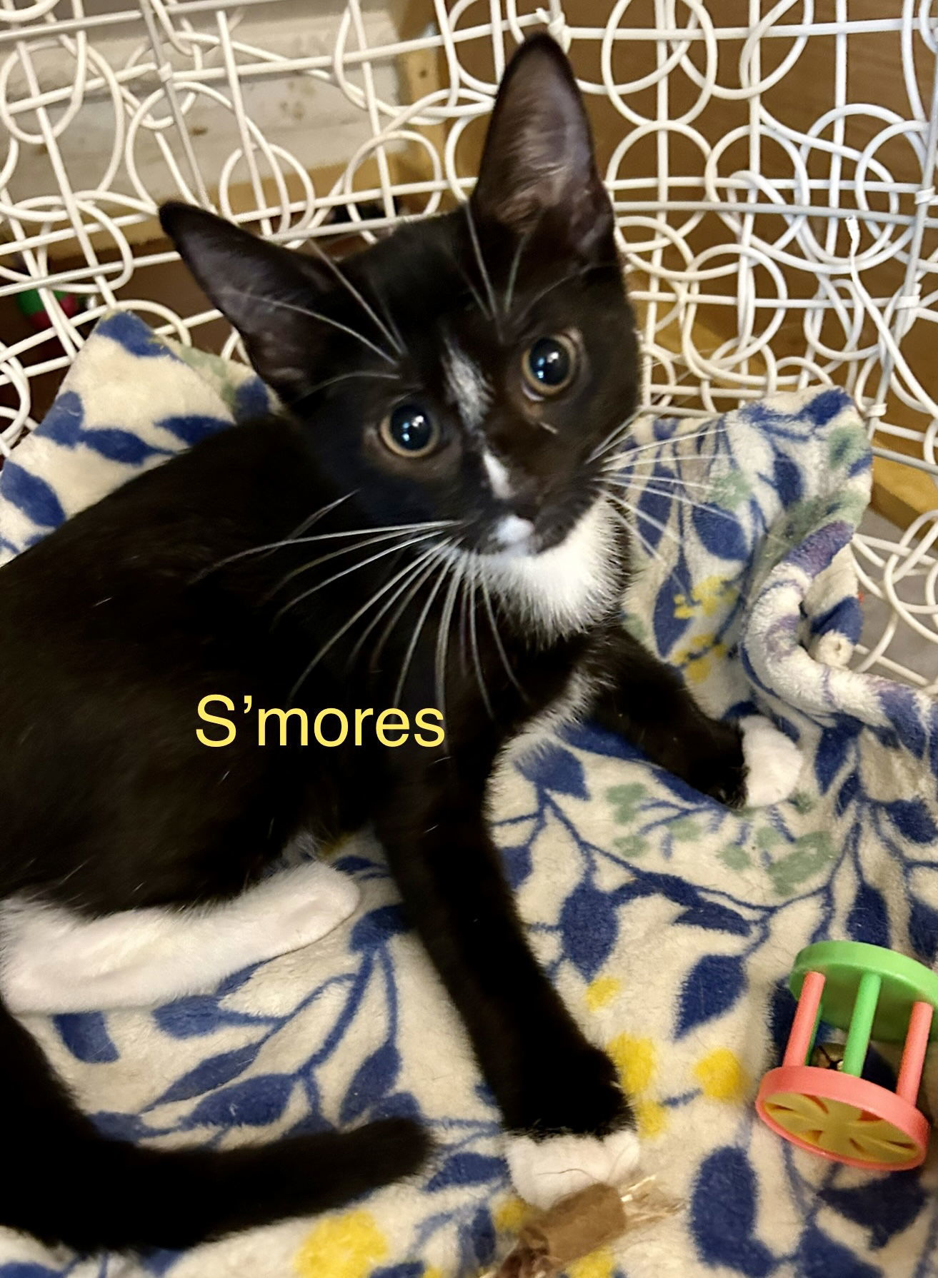 Smores