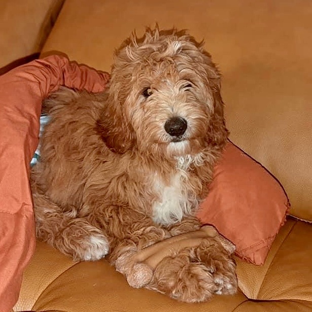 Bennett , an adopted Goldendoodle & Miniature Poodle Mix in Rochester, NY_image-4
