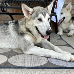 Natasha, Adult Female Siberian Husky