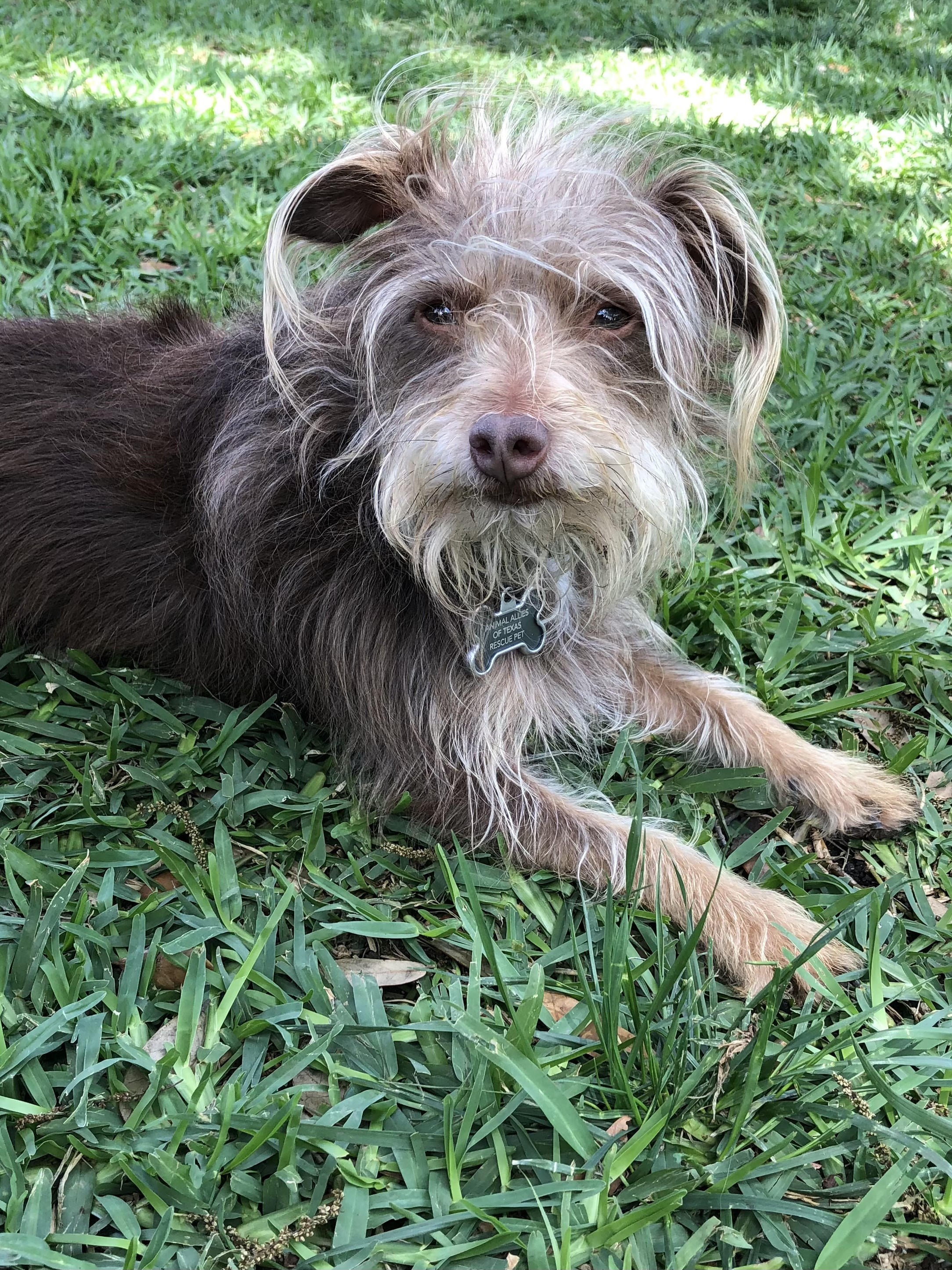 Hunter, an adoptable Havanese in Garland, TX, 75049 | Photo Image 1