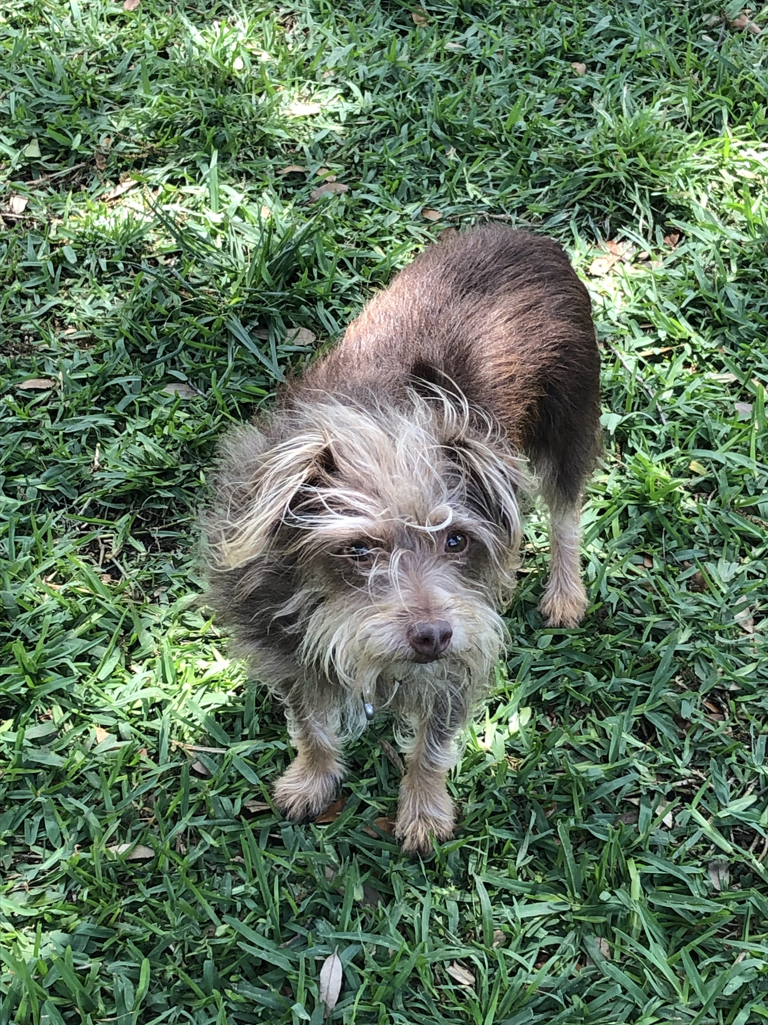 Hunter, an adoptable Havanese in Garland, TX, 75049 | Photo Image 2