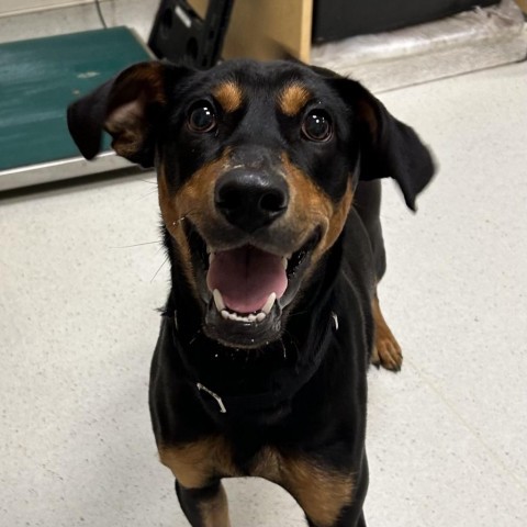 Dog for adoption - Blue Ray Cyrus, a Doberman Pinscher in