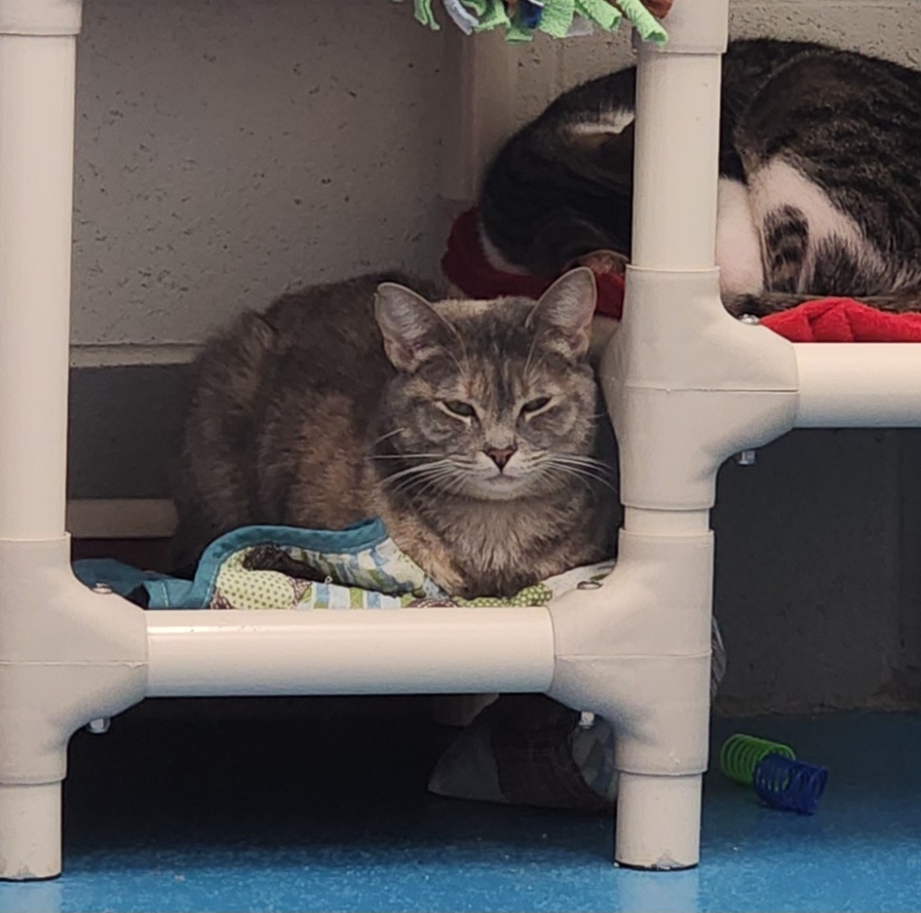 Minnie, an adoptable Domestic Short Hair in Muskegon, MI, 49443 | Photo Image 1