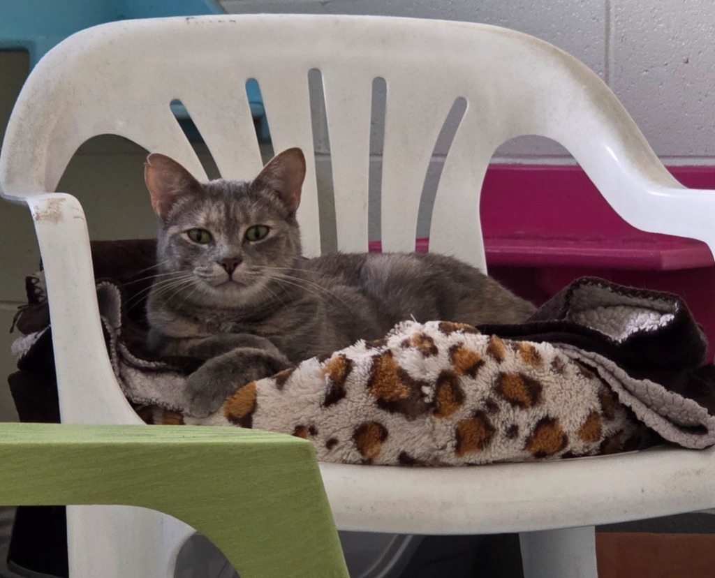 Minnie, an adoptable Domestic Short Hair in Muskegon, MI, 49443 | Photo Image 1