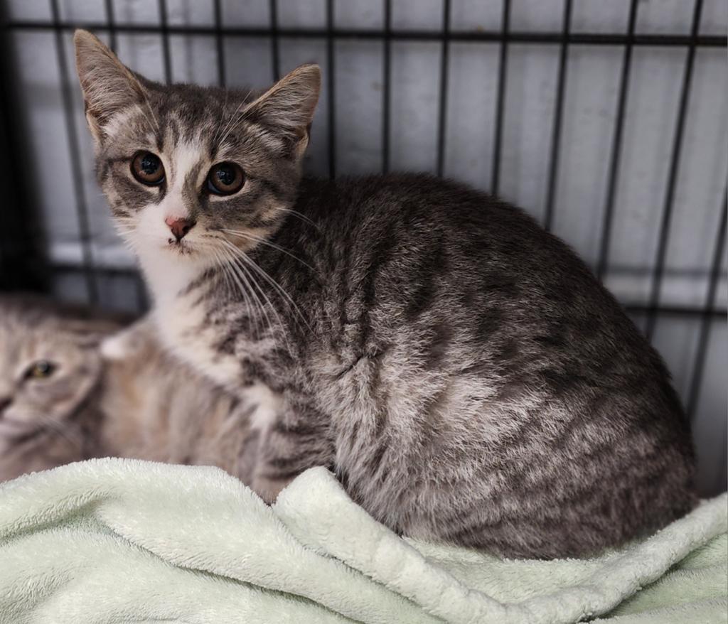 Daisy, an adoptable Domestic Short Hair in Muskegon, MI, 49443 | Photo Image 2