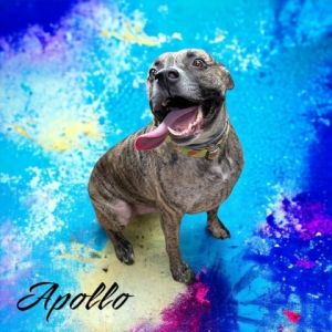 Apollo