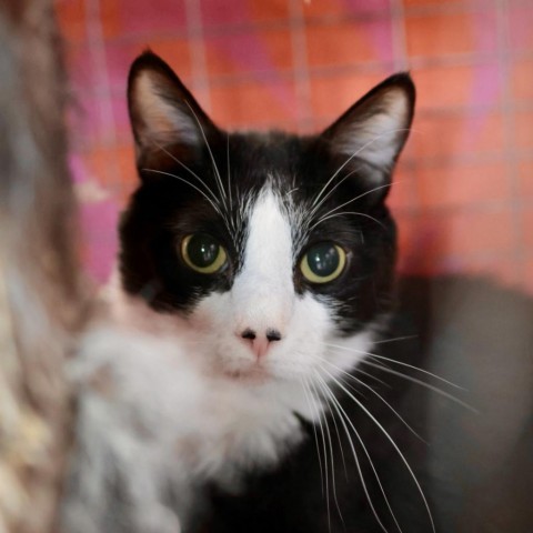 Obi Wan Kenobi, an adoptable Domestic Long Hair in Fresno, CA, 93725 | Photo Image 1