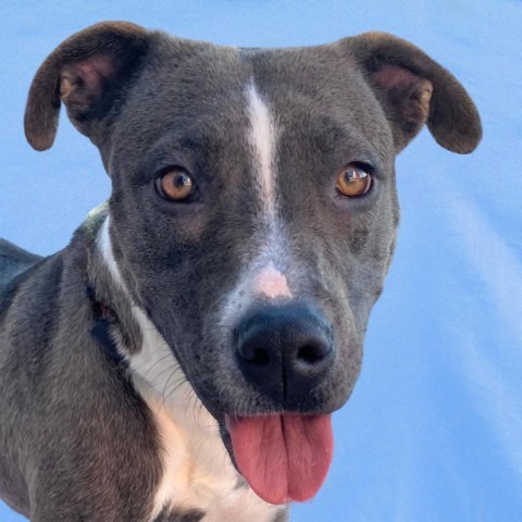 Aleyah, an adoptable Mixed Breed in Las Cruces, NM, 88012 | Photo Image 1