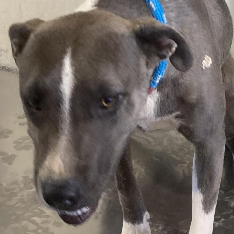 Aleyah, an adoptable Mixed Breed in Las Cruces, NM, 88012 | Photo Image 4