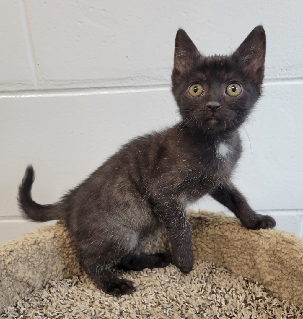 Cat for adoption Chucky, a Domestic Short Hair Mix in Yorkville, IL