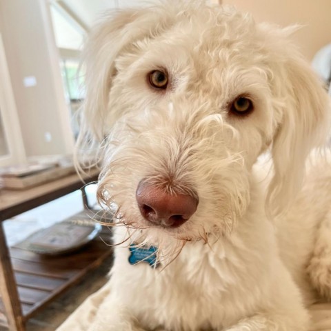 Buddy, an adoptable Poodle, Shepherd in Covington, LA, 70433 | Photo Image 1