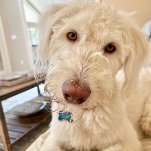 Buddy, Adult Male Poodle