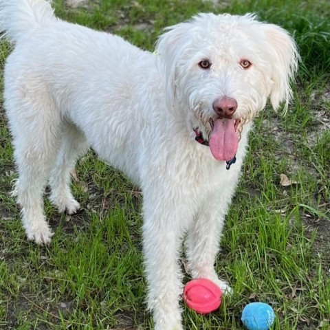 Buddy, an adoptable Poodle, Shepherd in Covington, LA, 70433 | Photo Image 2