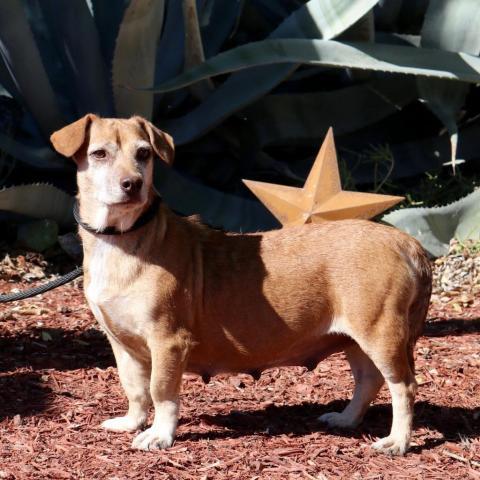 Cookee JuM*, an adoptable Corgi, Dachshund in Austin, TX, 78701 | Photo Image 3