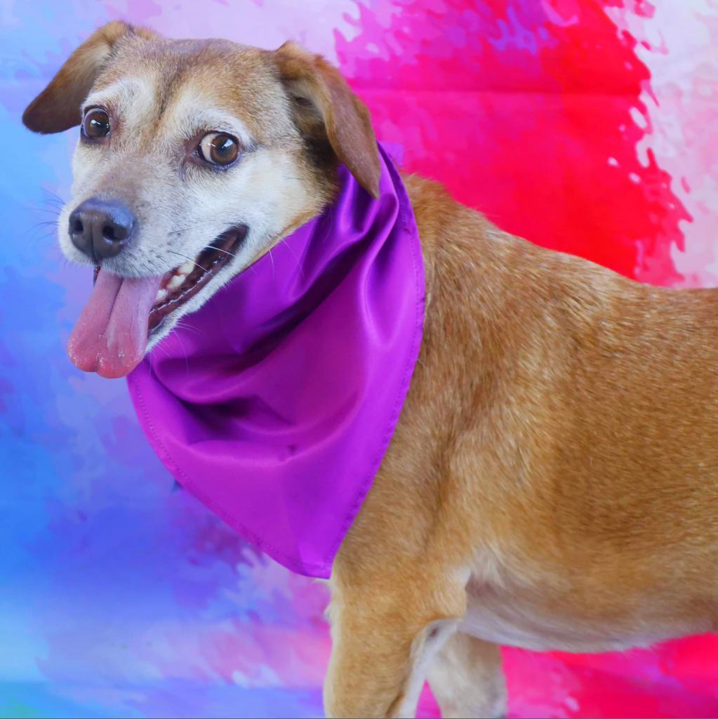 Cookee JuM*, an adoptable Corgi, Dachshund in Austin, TX, 78701 | Photo Image 3