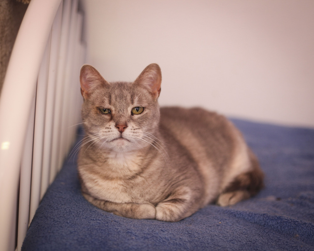 Kassidy, an adoptable Domestic Short Hair, Tabby in Westfield, WI, 53964 | Photo Image 1