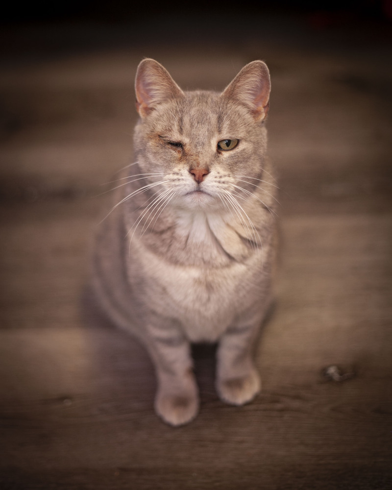 Kassidy, an adoptable Domestic Short Hair, Tabby in Westfield, WI, 53964 | Photo Image 2