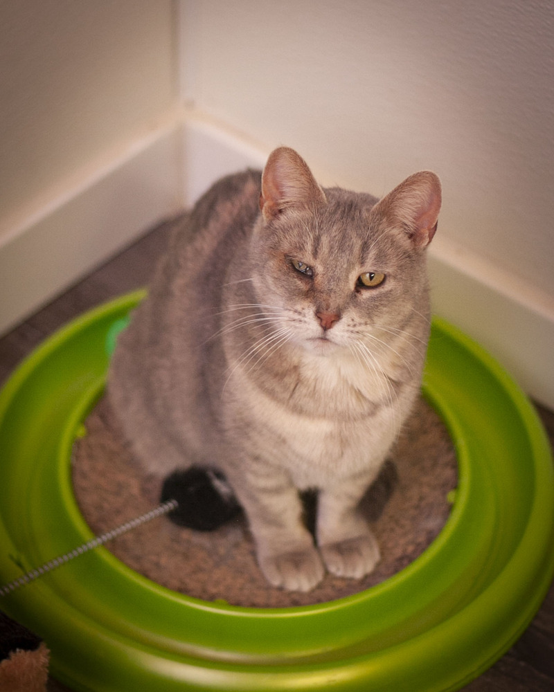 Kassidy, an adoptable Domestic Short Hair, Tabby in Westfield, WI, 53964 | Photo Image 3