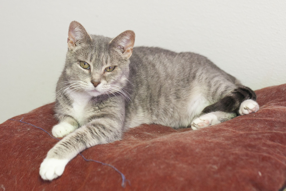 Kassidy, an adoptable Domestic Short Hair, Tabby in Westfield, WI, 53964 | Photo Image 5