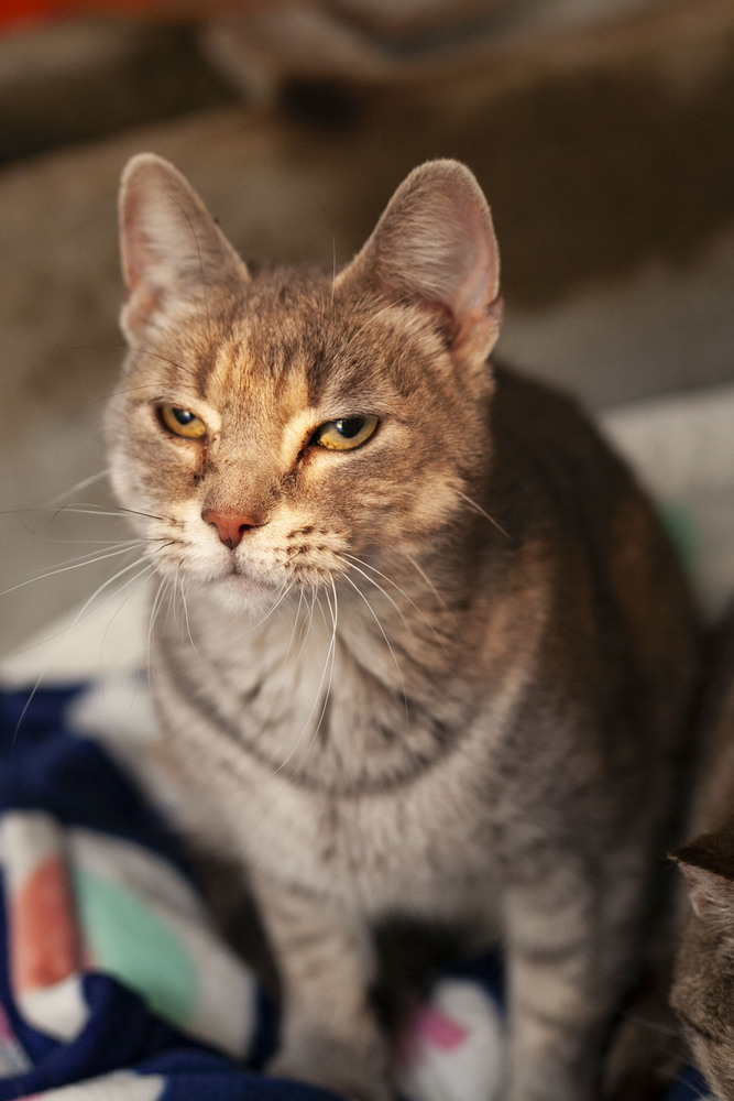 Kassidy, an adoptable Domestic Short Hair, Tabby in Westfield, WI, 53964 | Photo Image 6