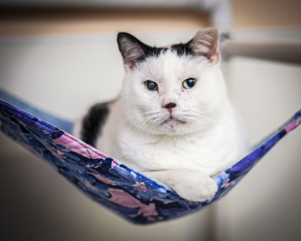 Martin, an adoptable Domestic Short Hair in Westfield, WI, 53964 | Photo Image 3