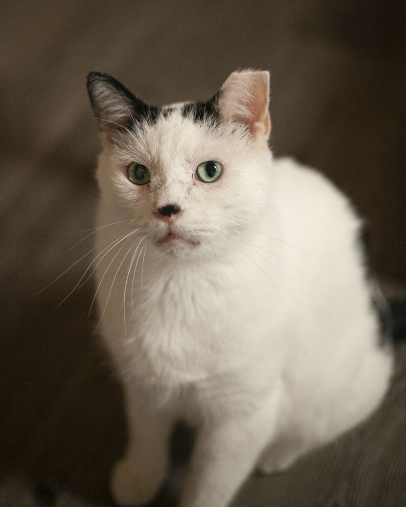 Martin, an adoptable Domestic Short Hair in Westfield, WI, 53964 | Photo Image 4