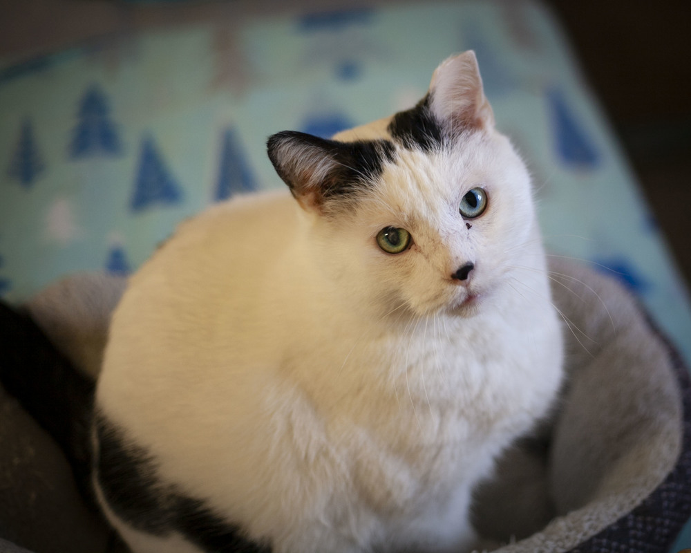 Martin, an adoptable Domestic Short Hair in Westfield, WI, 53964 | Photo Image 5