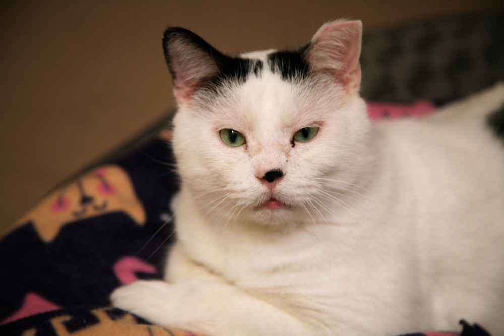 Martin, an adoptable Domestic Short Hair in Westfield, WI, 53964 | Photo Image 6