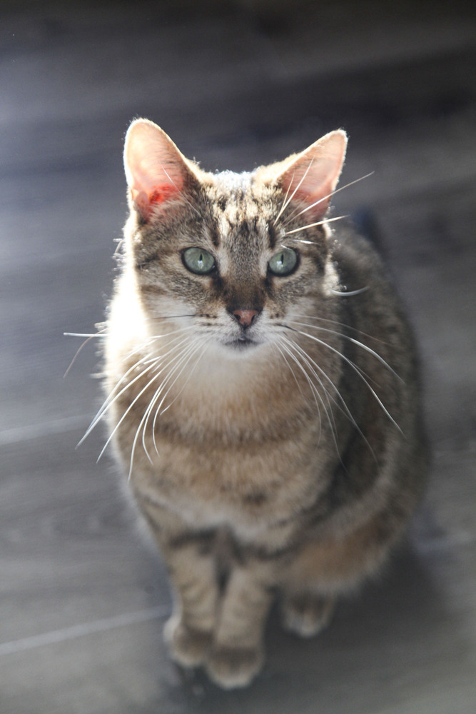 Bogey, an adoptable Domestic Short Hair, Exotic Shorthair in Westfield, WI, 53964 | Photo Image 1