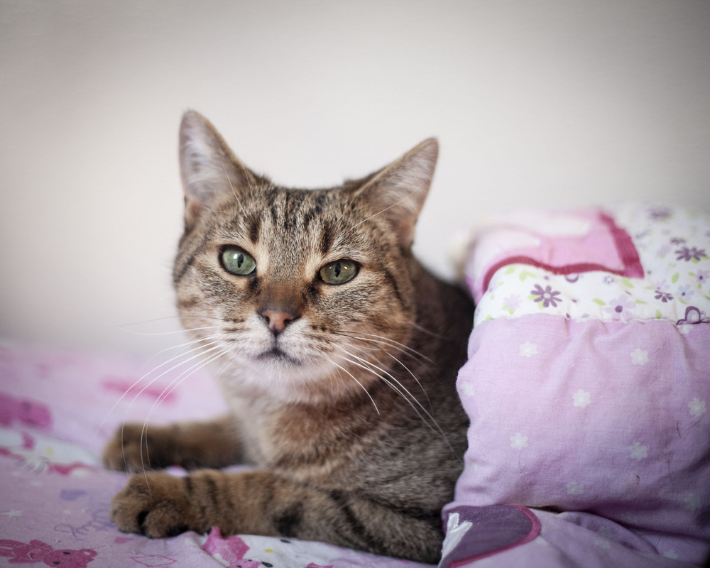 Bogey, an adoptable Domestic Short Hair, Exotic Shorthair in Westfield, WI, 53964 | Photo Image 2