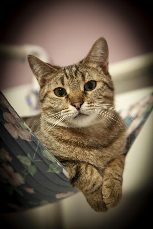 Bogey, an adoptable Domestic Short Hair, Exotic Shorthair in Westfield, WI, 53964 | Photo Image 3