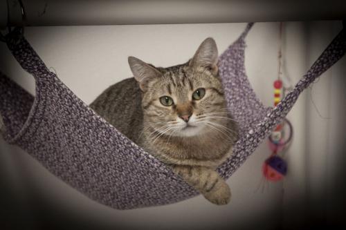 Bogey, an adoptable Domestic Short Hair, Exotic Shorthair in Westfield, WI, 53964 | Photo Image 5