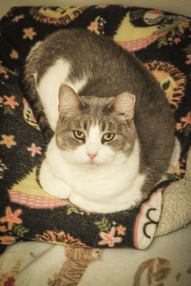 Hallie, an adoptable Domestic Short Hair, Tabby in Westfield, WI, 53964 | Photo Image 1