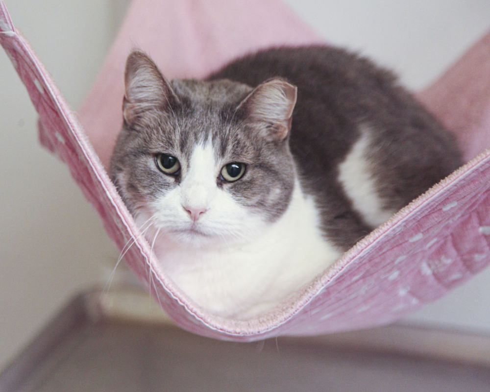 Hallie, an adoptable Domestic Short Hair, Tabby in Westfield, WI, 53964 | Photo Image 2