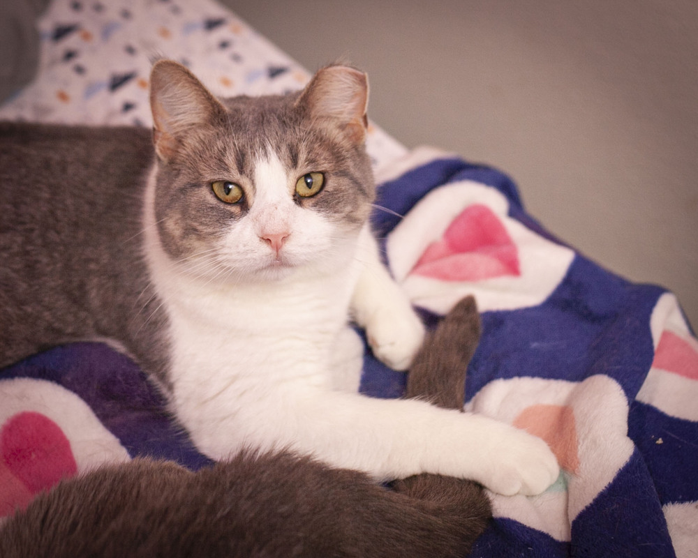 Hallie, an adoptable Domestic Short Hair, Tabby in Westfield, WI, 53964 | Photo Image 6