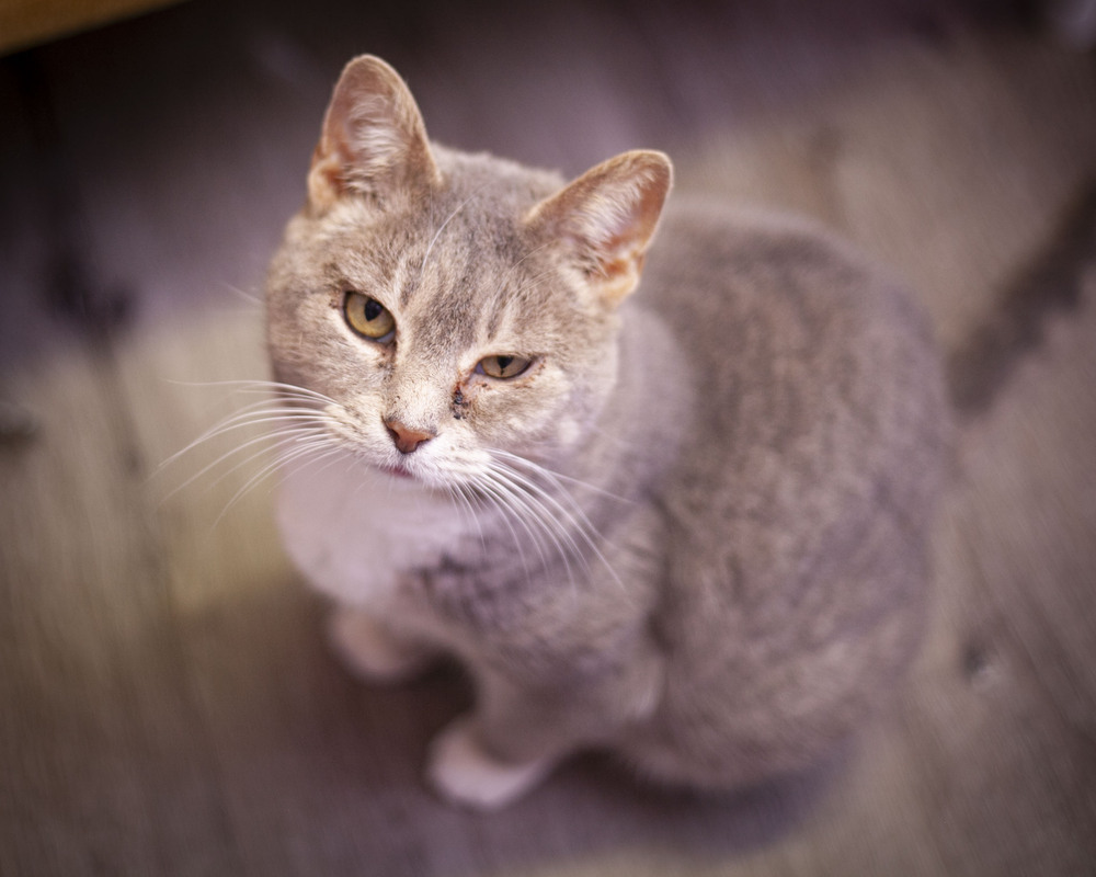 Hailey, an adoptable Domestic Short Hair, Tabby in Westfield, WI, 53964 | Photo Image 1