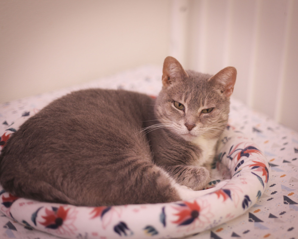 Hailey, an adoptable Domestic Short Hair, Tabby in Westfield, WI, 53964 | Photo Image 3