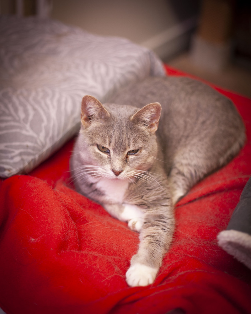 Hailey, an adoptable Domestic Short Hair, Tabby in Westfield, WI, 53964 | Photo Image 4